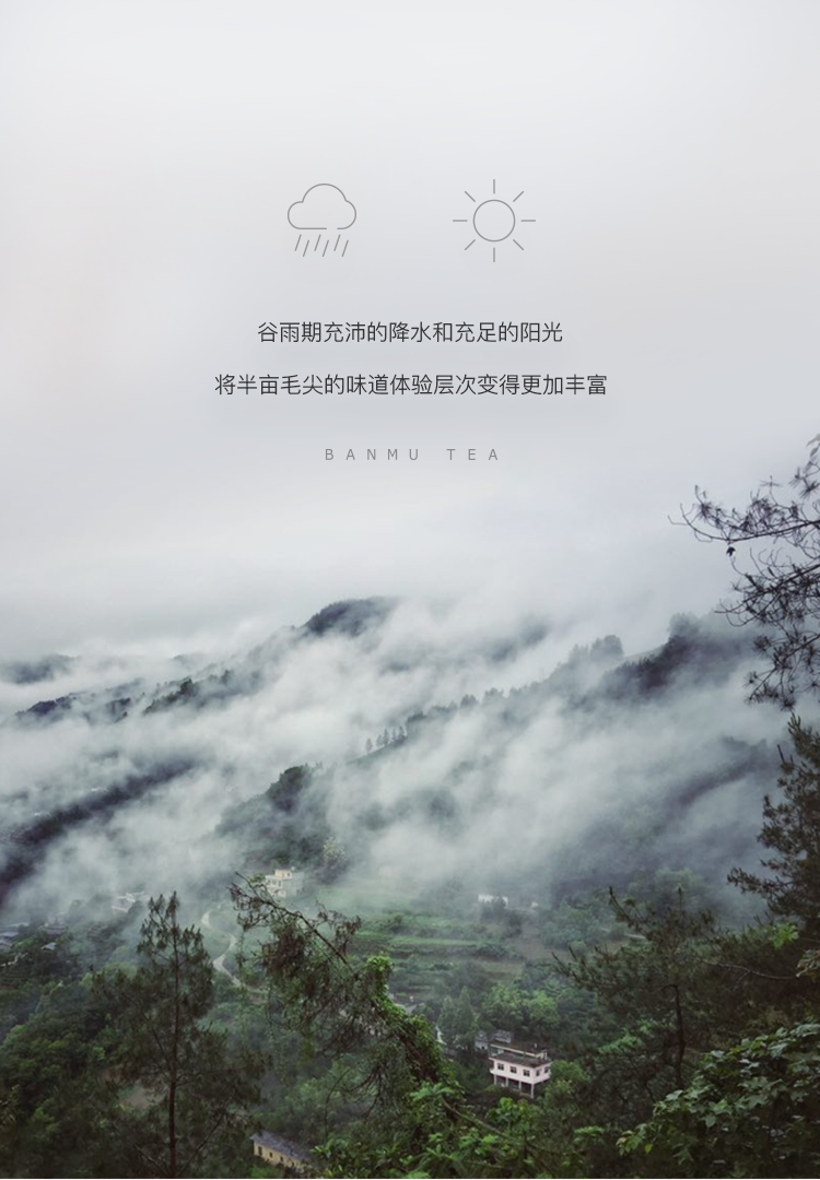 半亩绿茶-2.png